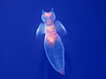 冬の生物・動物たち