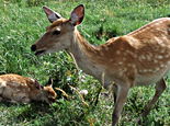 知床の生物・動物たち