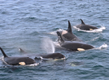 知床の生物・動物たち